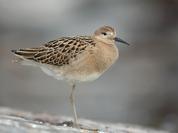 Suokukko, Ruff, Calidris pugnax